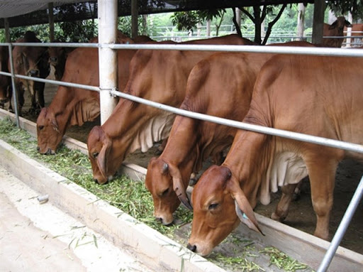 Hà Nội Đẩy mạnh công tác lai tạo nâng cao chất lượng giống bò thịt